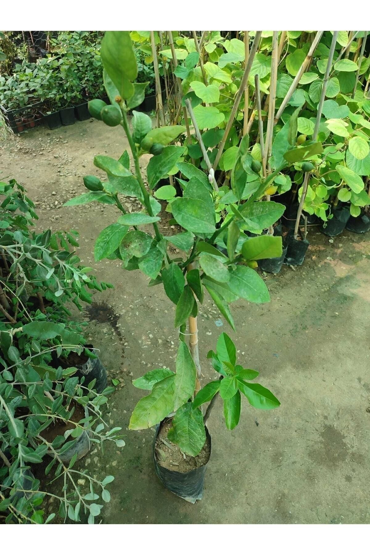 Tüplü Yediveren Limon Ağacı Fidanı