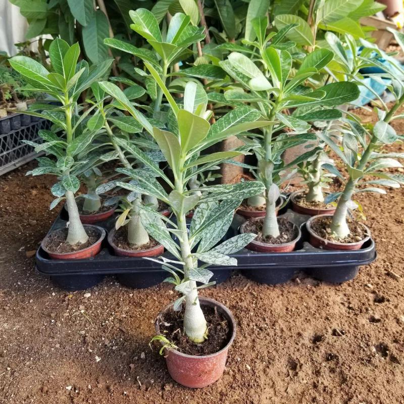 8 Adet Adenium Çöl Gülü Çiçeği Fidanı Pakedi (Mix Karışık)