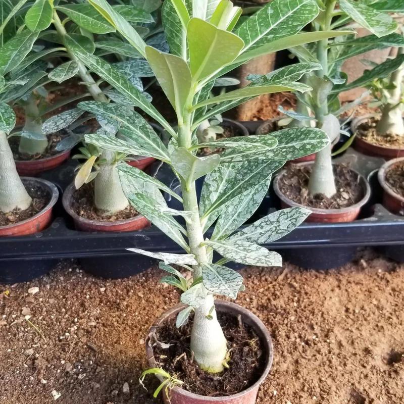 8 Adet Adenium Çöl Gülü Çiçeği Fidanı Pakedi (Mix Karışık)