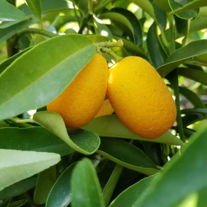 Kamkat Fidanı +120 cm Torbalı Aşılı | Meyve Veren Kumquat Büyük Boy