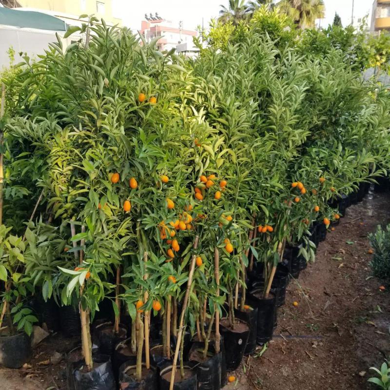 Kamkat Fidanı +120 cm Torbalı Aşılı | Meyve Veren Kumquat Büyük Boy
