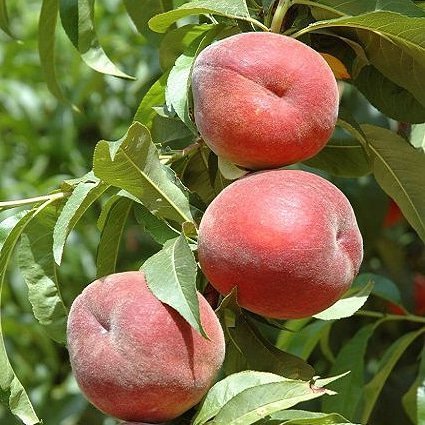 Aşılı Şeftali Fidanı RUBY RİCH, Torbada