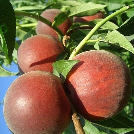 Aşılı Şeftali Fidanı VİSTA RİCH, Torbada