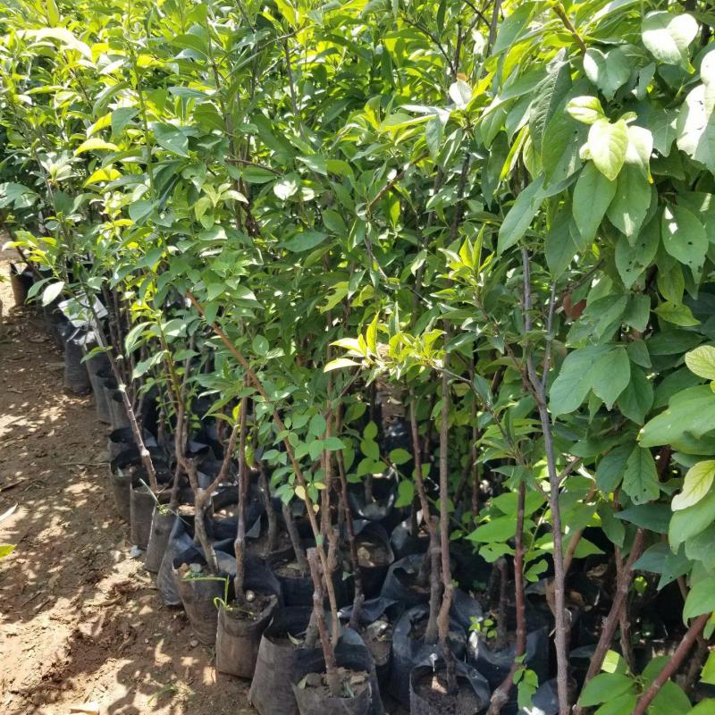4 Yaş, Aşılı BLACK DIAMOND Erik Fidanı, Torbada