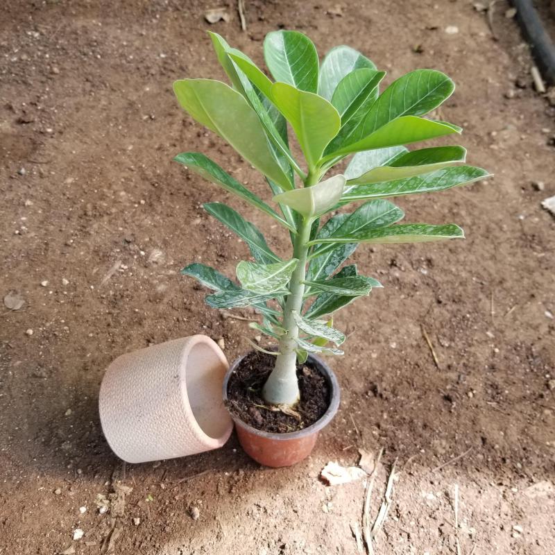 Büyük Boy Arabic Adenium Çöl Gülü Çiçeği Fidanı (Çiçek Açma Yaşında)