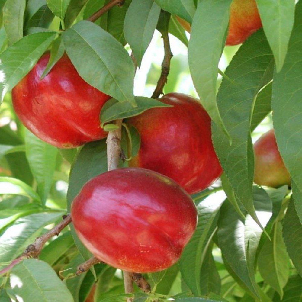 Aşılı, SWEET LADY Nektarin Fidanı, Torbada