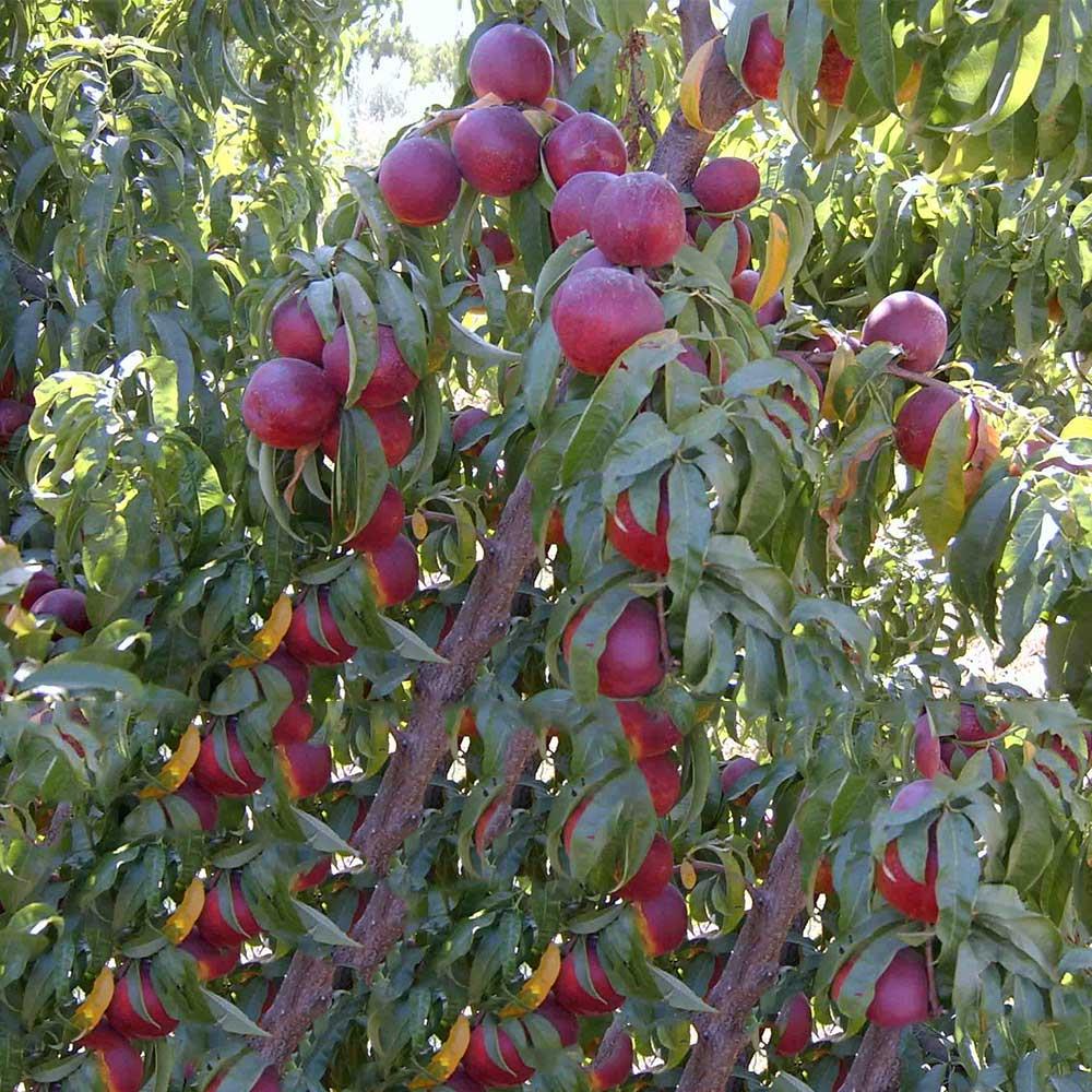 Aşılı, VENÜS (ERKENCİ) Nektarin Fidanı, Torbada