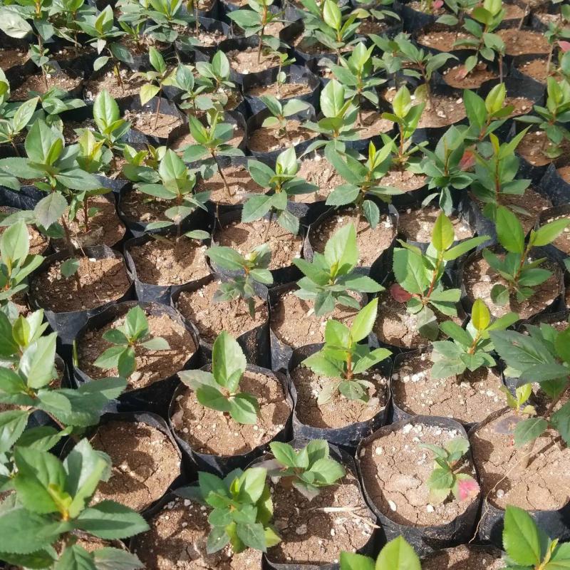50 Adet Nero Siyah Aronya Aronia Chokeberry Fidesi (10-15 cm)