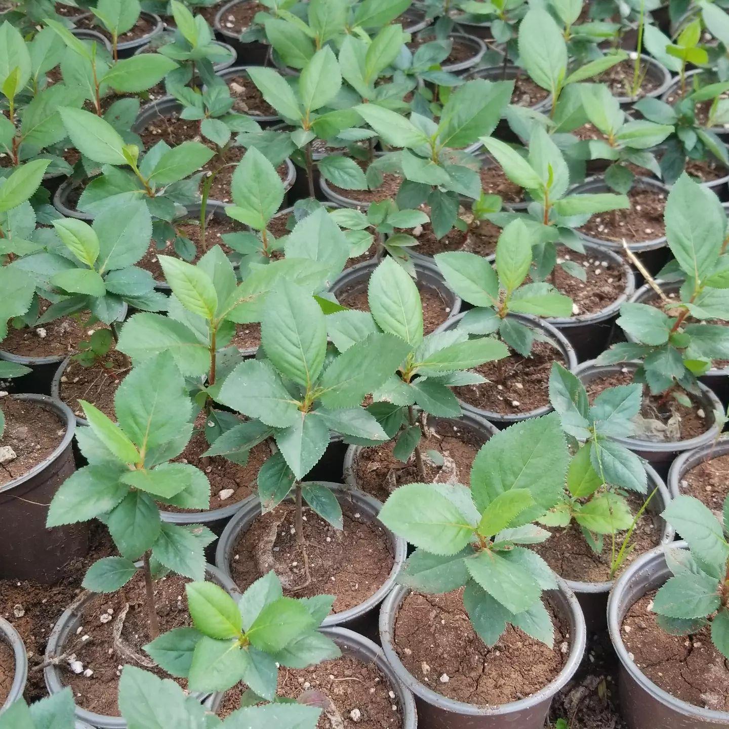 100 Adet Katya Kırmızı Aronya Aronia Fidesi (10-15 cm)