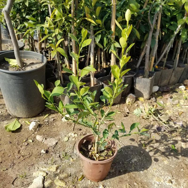 Ultra Bodur Misket Süs Limonu, Tüplü ve Meyve Verir Yaşta)
