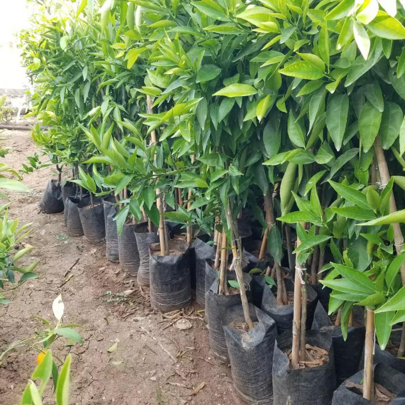 Klemantin Kokulu Çekirdeksiz  Mandalina Fidanı, Torbada