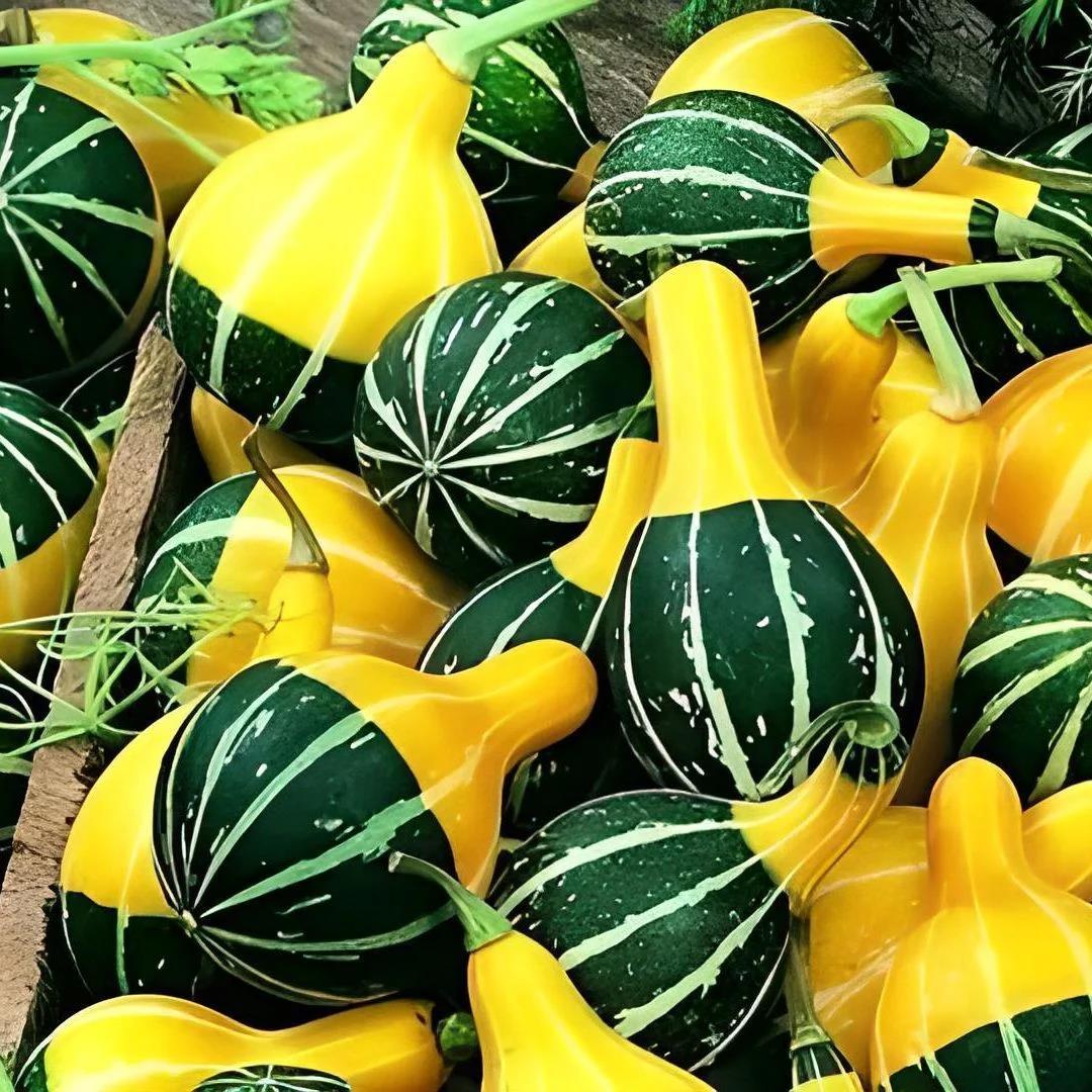 Karışık Süs Kabağı Tohumu 1 Paket (10 Adet)