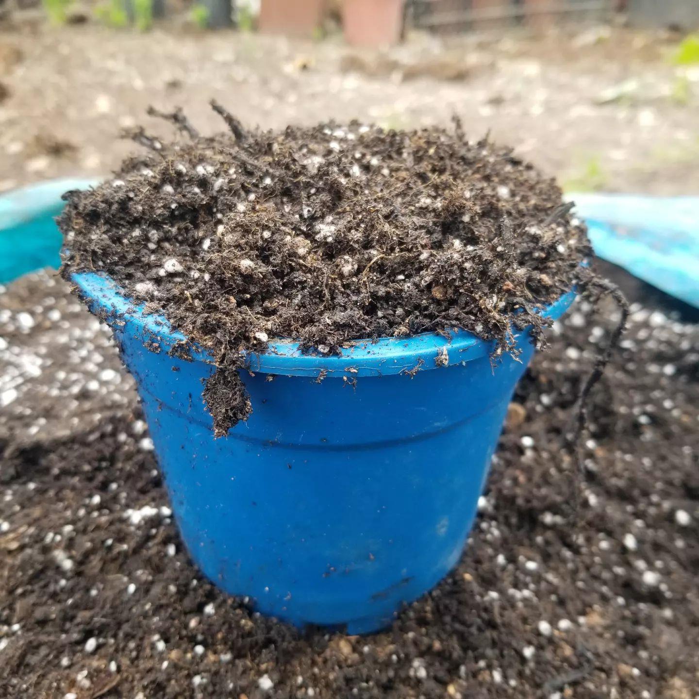 TANEMİX 2 LT Toprak Karışımı (Tüm Bitkileriniz İçin)
