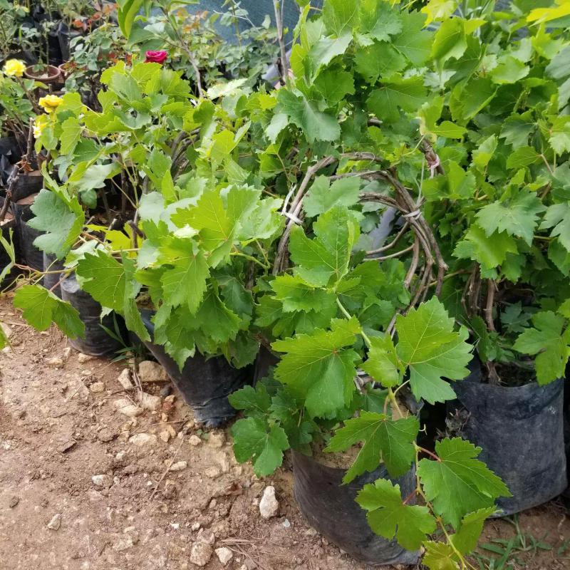 2-4 Metre Sarmaşık Çember Beyaz Sarı Üzüm Fidanı