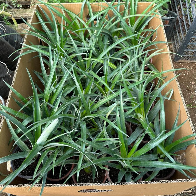 Saksıda Ananas Meyvesi Fidanı (Del Monte 2 Cinsi)