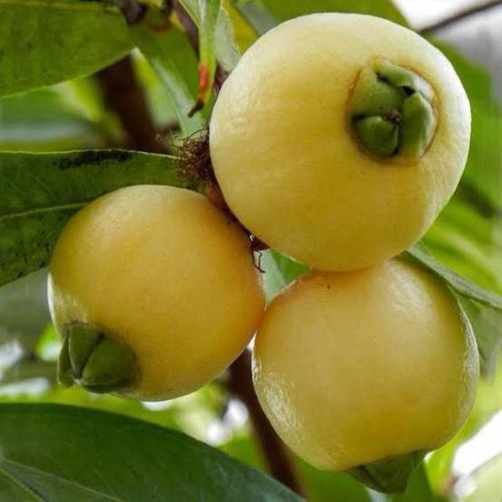 Tropik Tür Rose Apple (Gül Elması) Meyve Fidanı