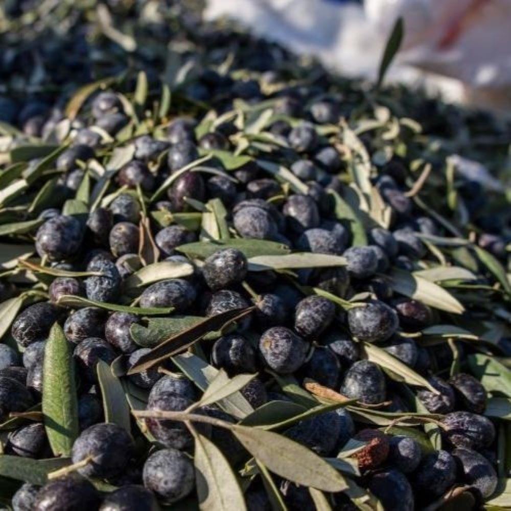 Yağlık ve Yemelik Tüplü Elazığ Zeytini Fidanı