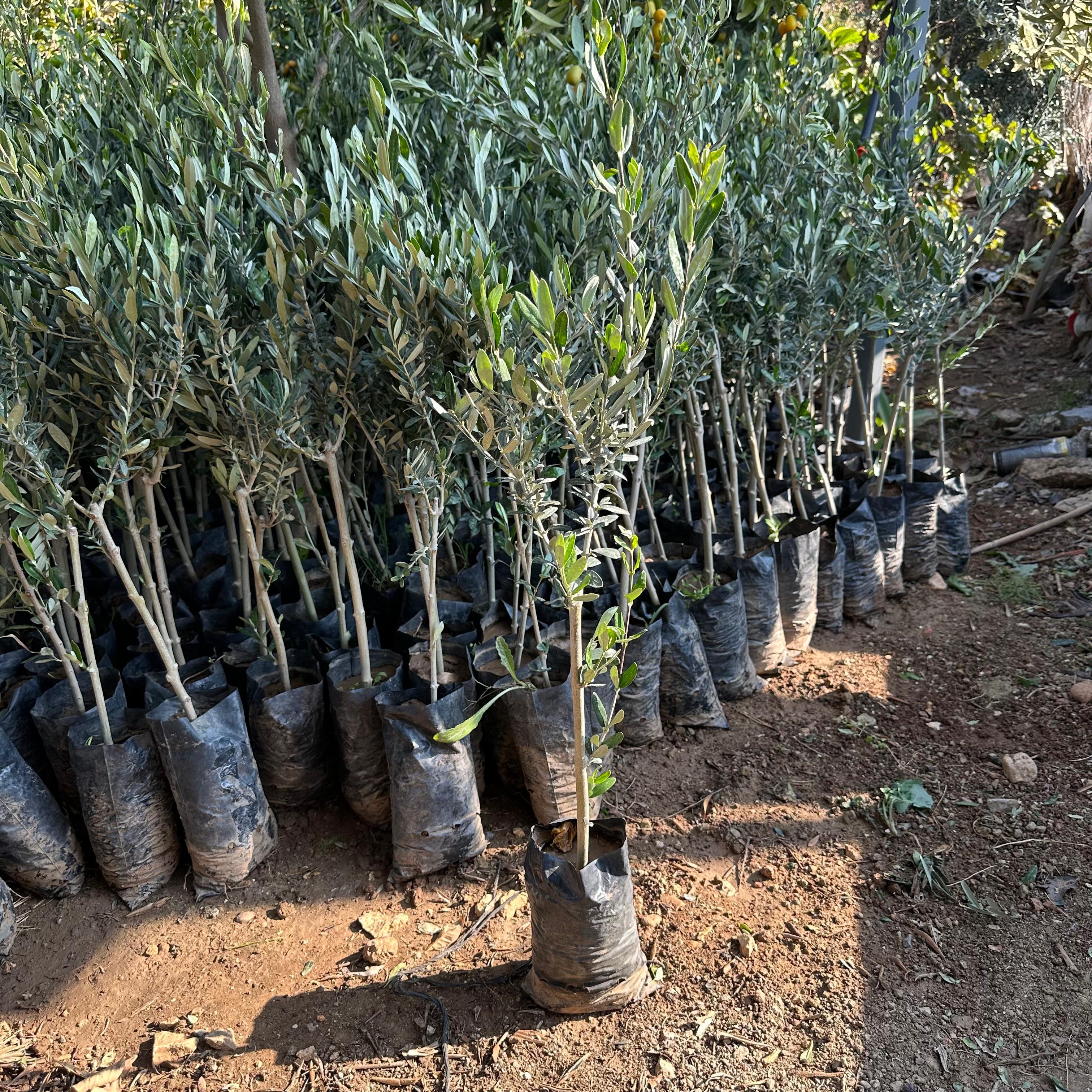 Sınırlı Stok Tüplü Sırbistan - Picholine Zeytini Fidanı