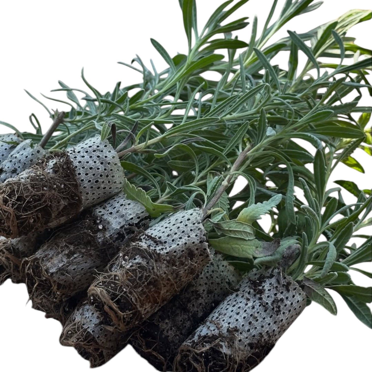 10’lu Paket Premium Lavanta Fidesi: Paper Pot Teknolojisi ile Maksimum Kök Verimi