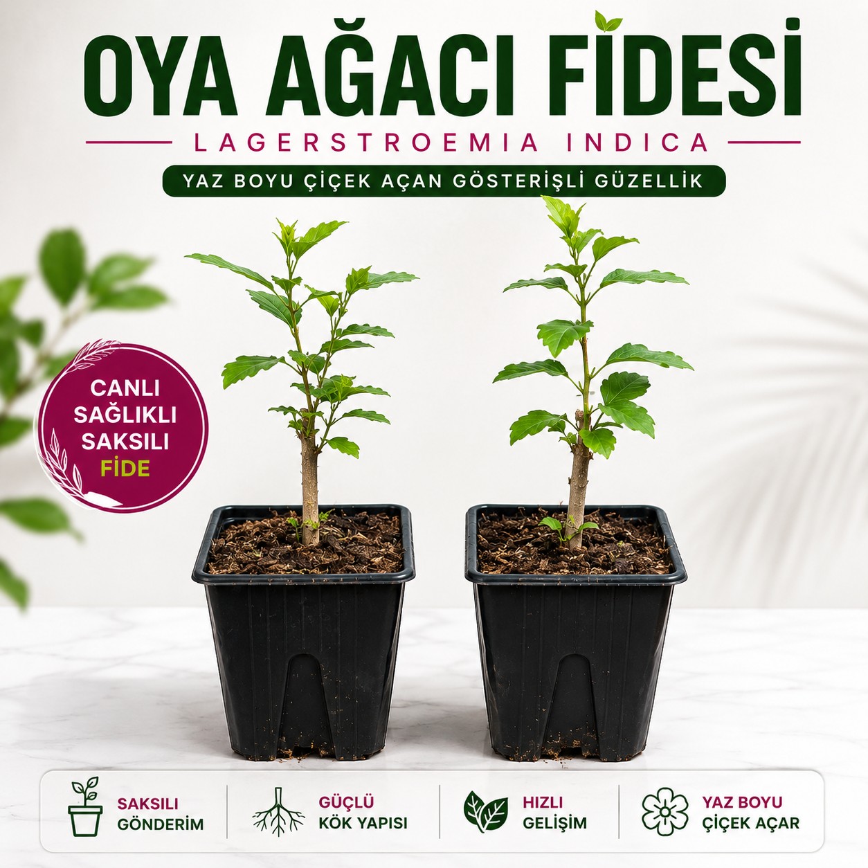 Oya Ağacı Fidesi – Saksılı Canlı Fide, 25-40 cm, Güçlü Kök Yapısı