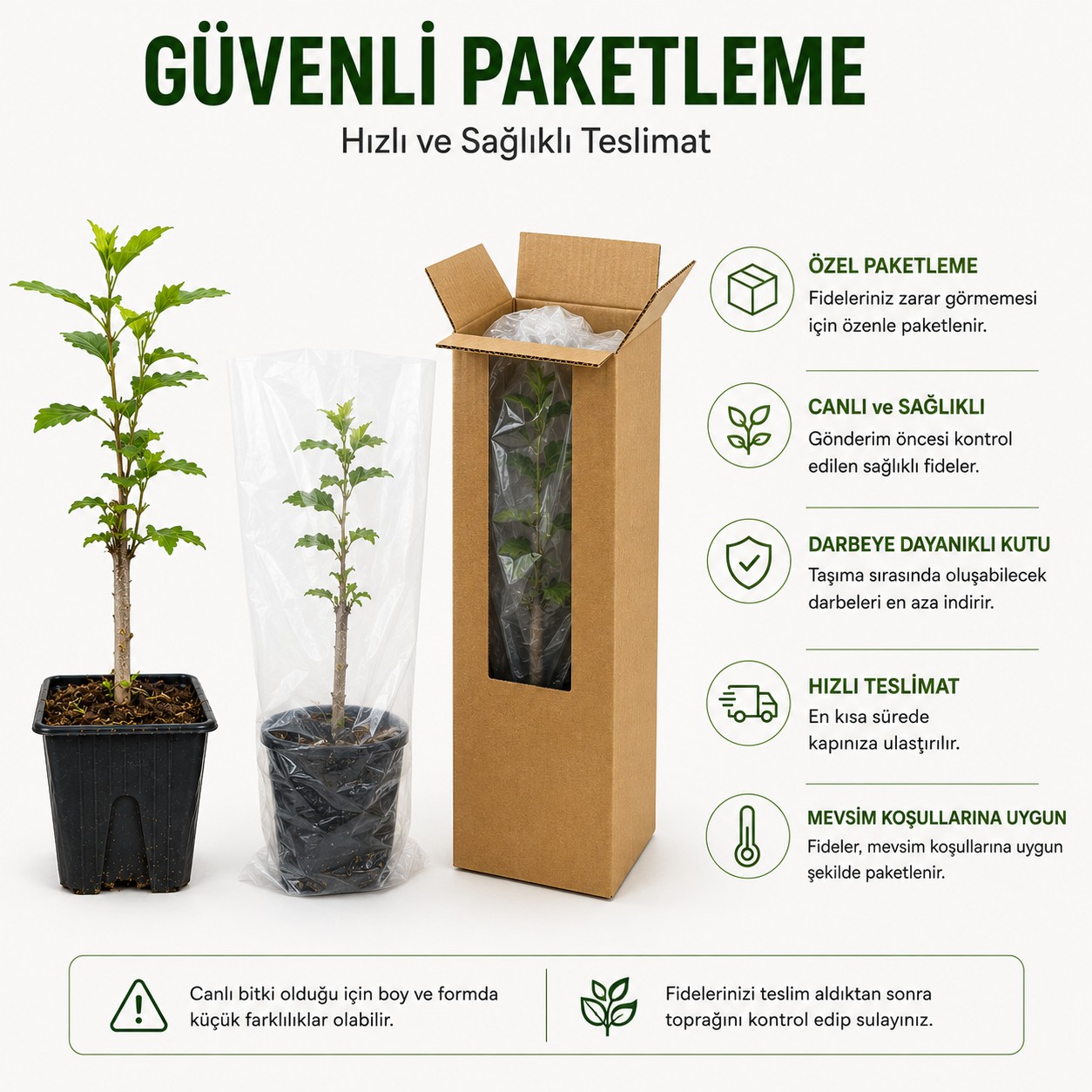 Oya Ağacı Fidesi – Saksılı Canlı Fide, 25-40 cm, Güçlü Kök Yapısı