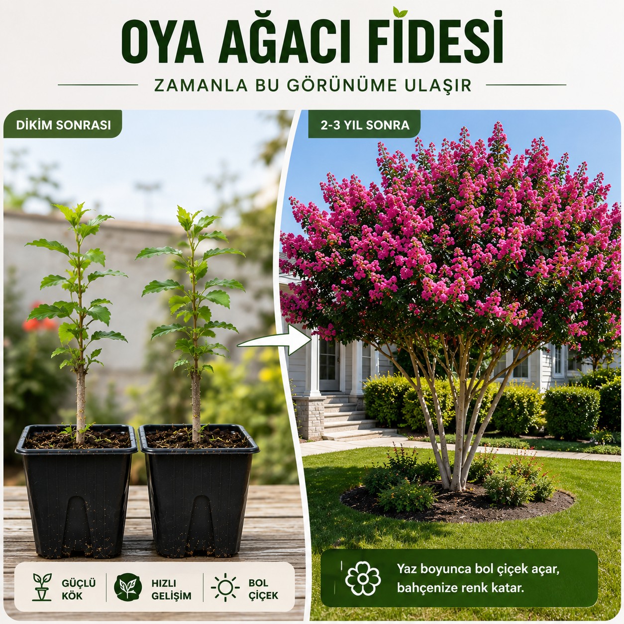 Oya Ağacı Fidesi – Saksılı Canlı Fide, 25-40 cm, Güçlü Kök Yapısı