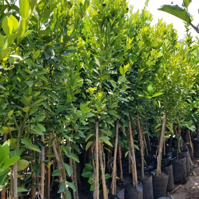 2 Yaş Citrus Calamondin Süs Mandalinası Dekoratif Narenciye Koleksiyon