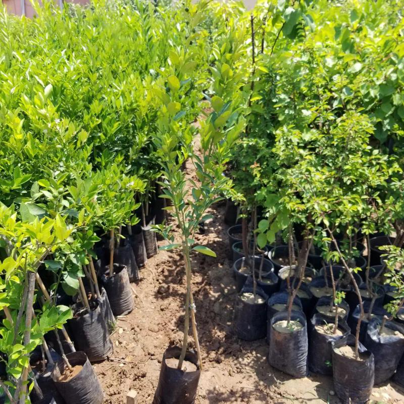 2 Yaş Citrus Calamondin Süs Mandalinası Dekoratif Narenciye Koleksiyon