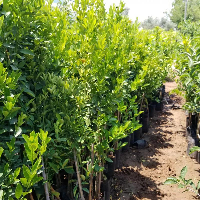 2 Yaş Citrus Calamondin Süs Mandalinası Dekoratif Narenciye Koleksiyon