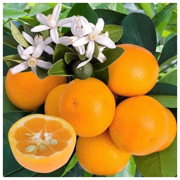 3 Yaş Aşılı Citrus Calamondin Süs Mandalinası | Koleksiyonluk Dekoratif Narenciye Fidanı