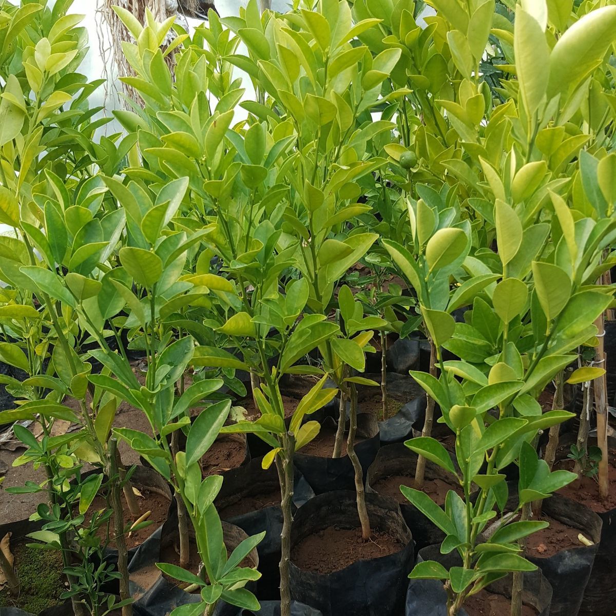 3 Yaş Aşılı Citrus Calamondin Süs Mandalinası | Koleksiyonluk Dekoratif Narenciye Fidanı