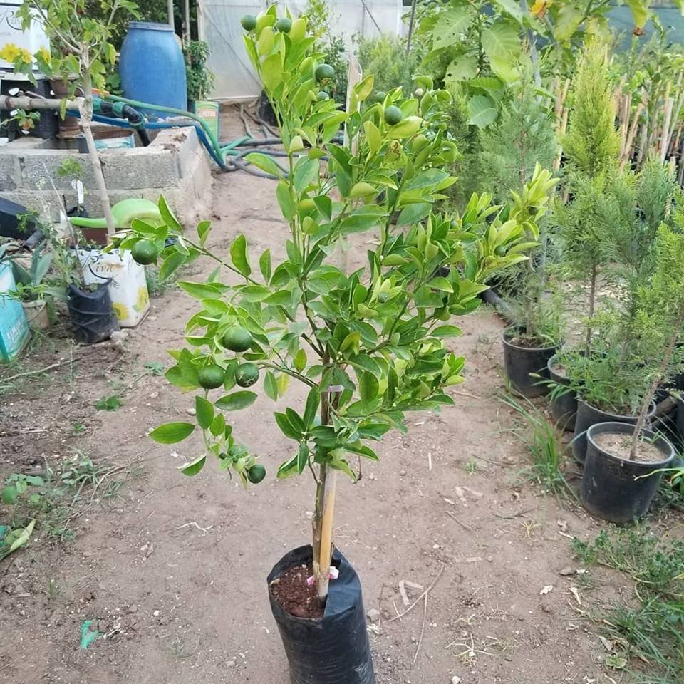 4 Yaş Aşılı Calamondin (Süs Mandalinası) Fidanı | Torbalı Meyve Veren Narenciye