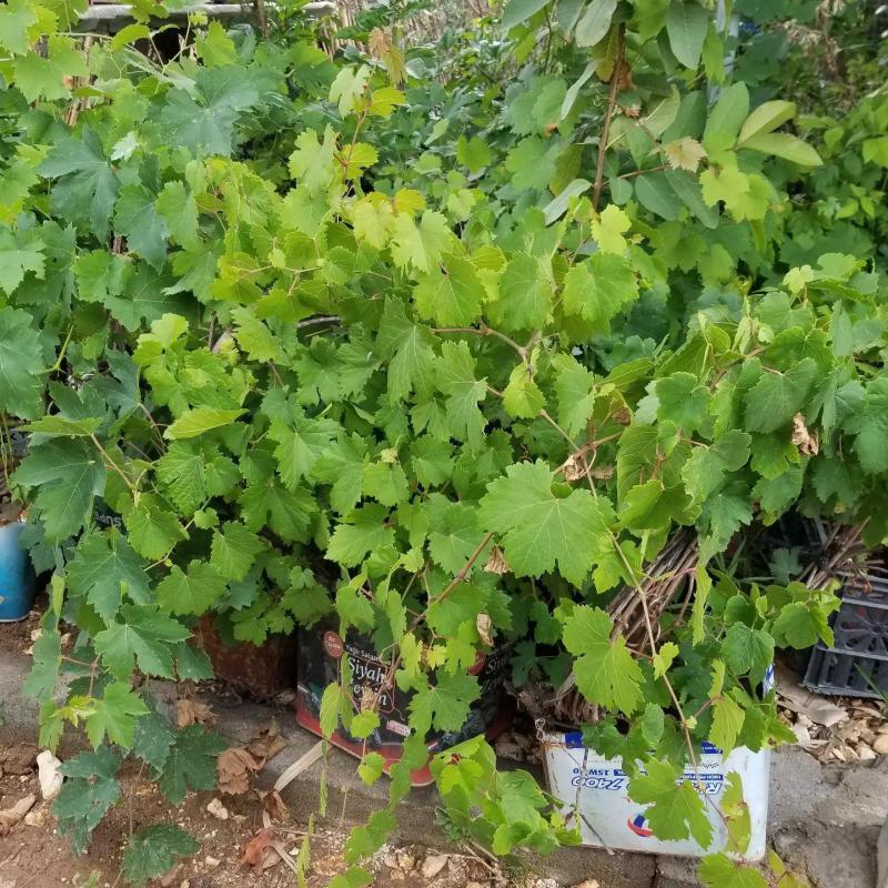 3-5 Metre Sarmaşık Çember Beyaz Sarı Üzüm Fidanı