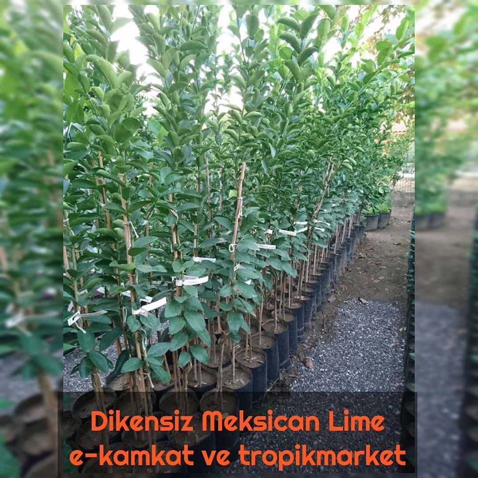 5 Yaş Aşılı Dikensiz Mexican Lime Limon Fidanı, Torbada