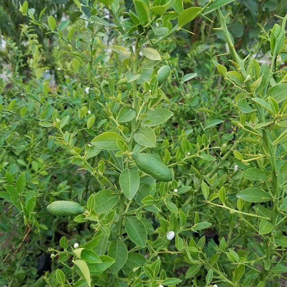 Berke Fidancılık 6 Yaş Aşılı Finger Lime (Parmak Limon) Fidanı – Torbada | Egzotik Narenciye Türü