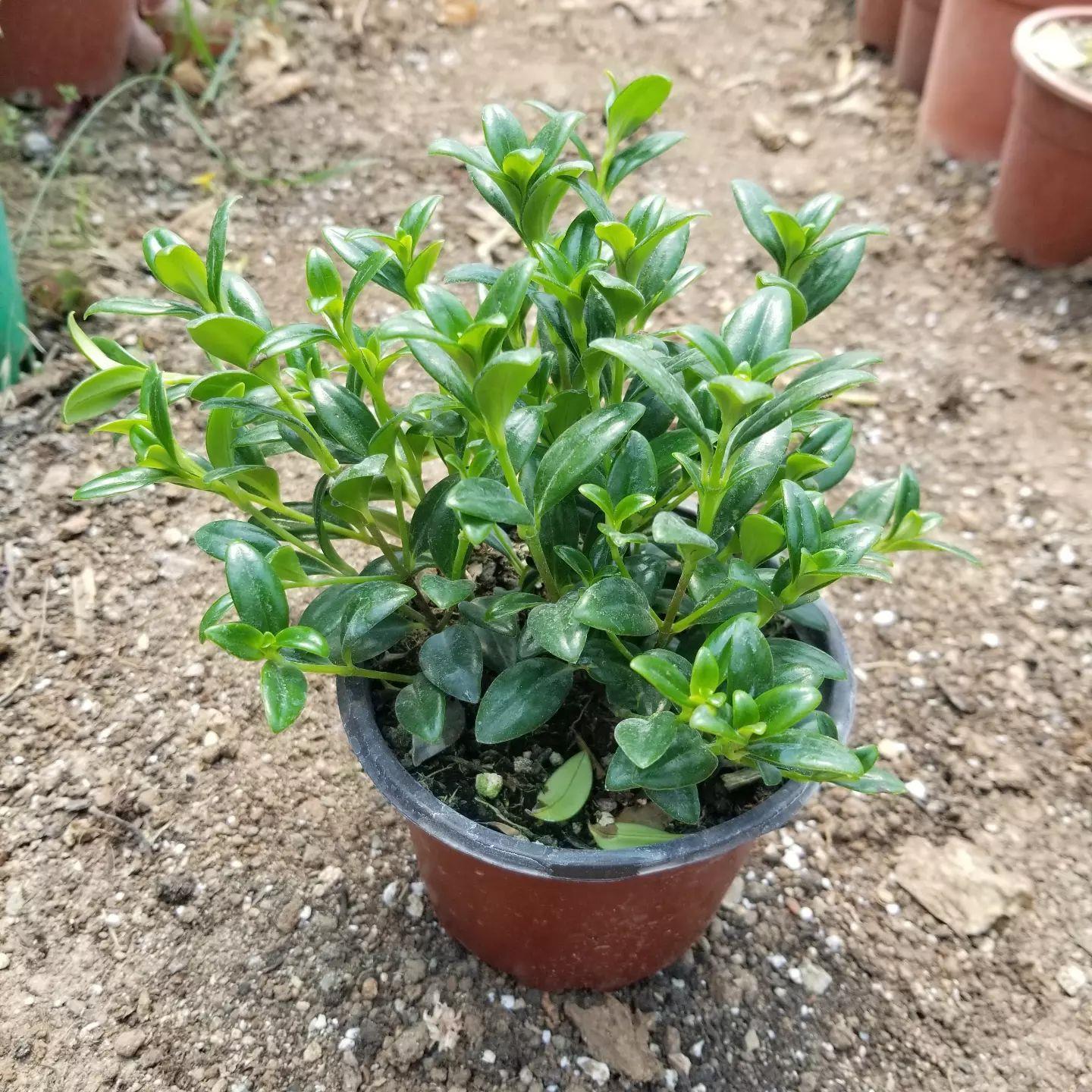 Japon Balığı Çiçeği (Nematanthus Tropicana), Saksıda