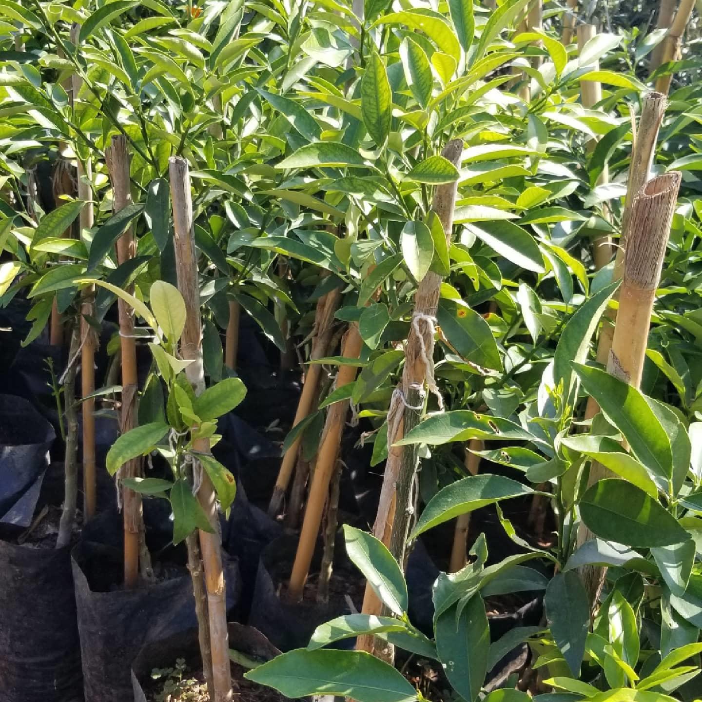 Kompakt ve Dekoratif 2 Yaş Aşılı Kamkat Süs Portakalı Fidanı | Torbalı Narenciye
