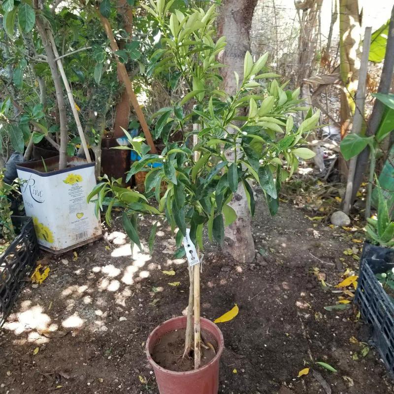4 Yaş Aşılı Kamkat Süs Portakalı Fidanı, Saksıda