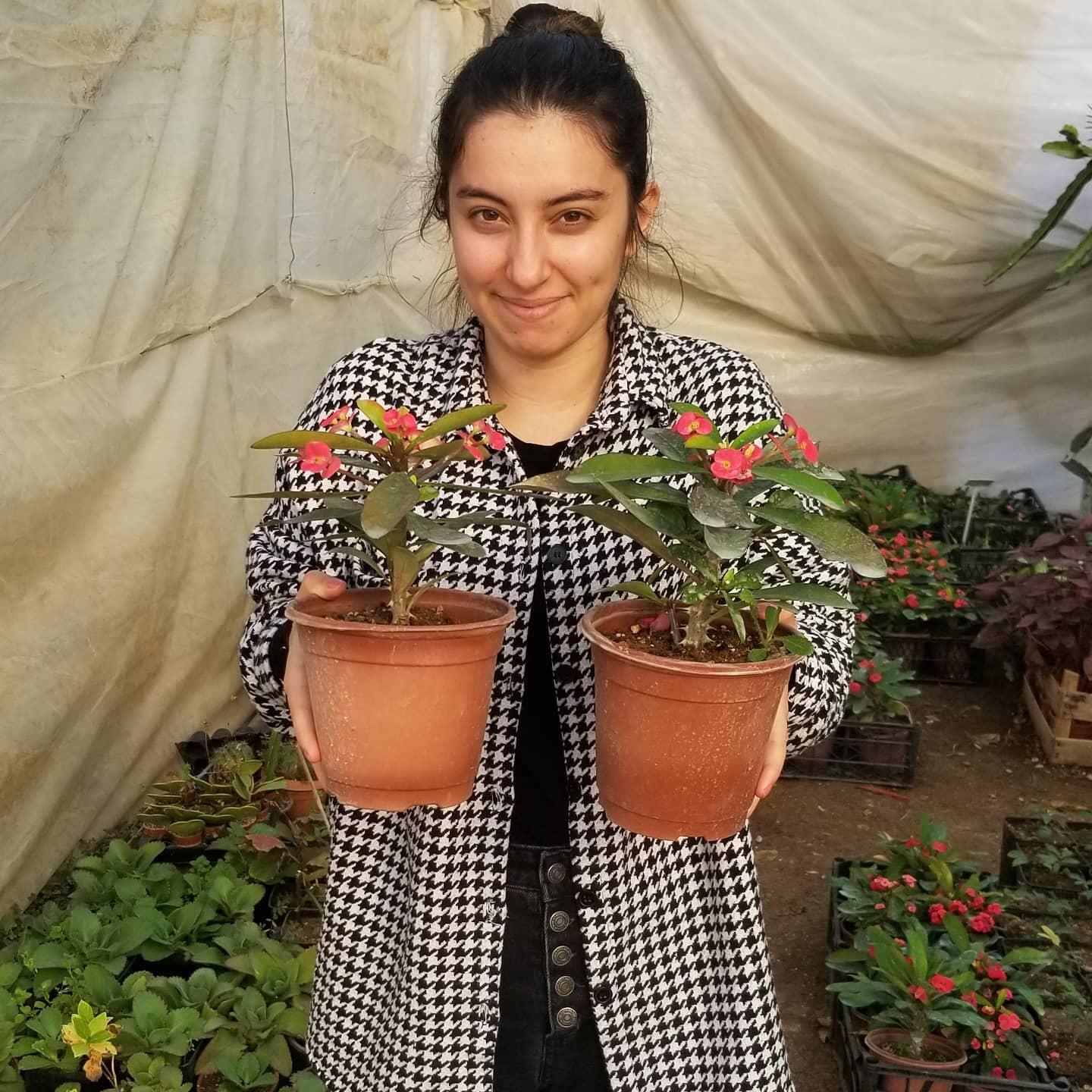 Büyük Boy KIRMIZI Euphorbia Milli / Dikenler Tacı, Saksıda