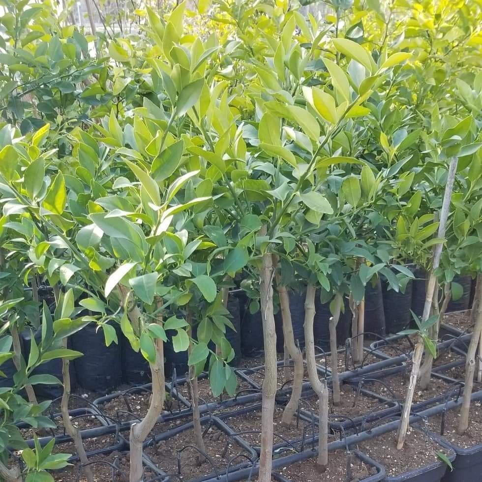 3 Yaş Aşılı Yediveren Limon Fidanı, Torbada