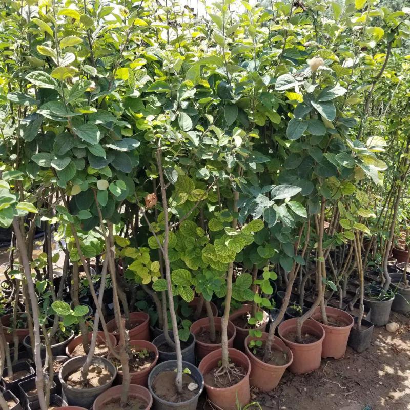 7 Yaş Aşılı Limon Ayva Fidanı , Saksıda