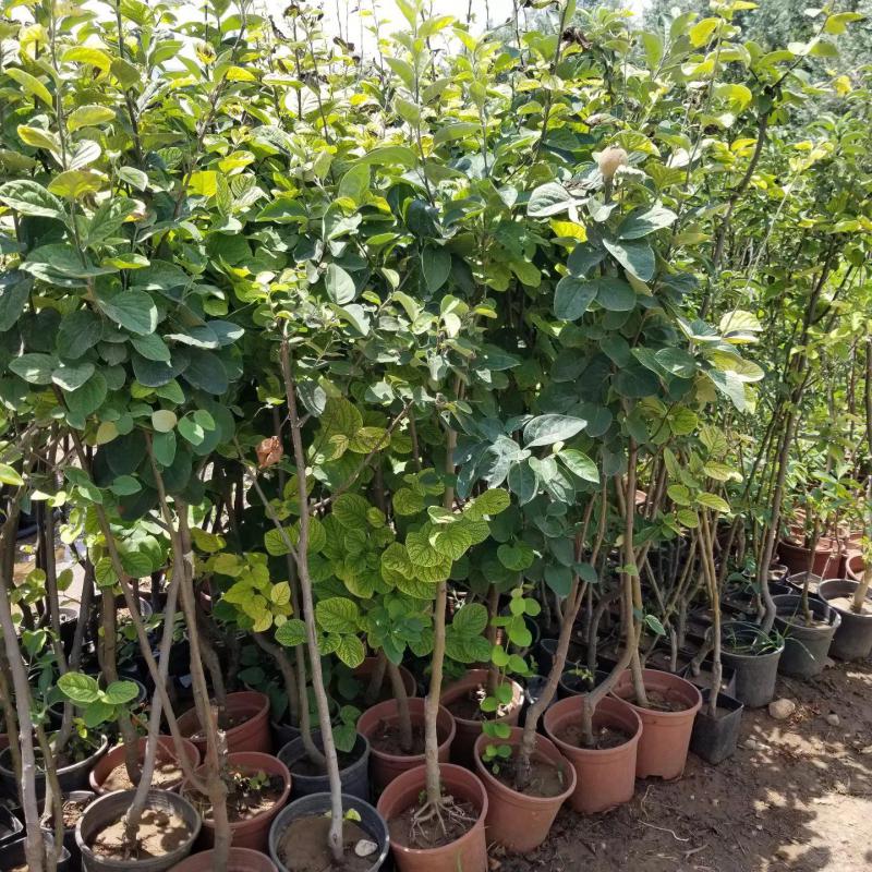 7 Yaş Aşılı Limon Ayva Fidanı , Saksıda