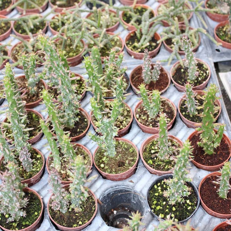 Meksika Kaktüs İthal 5.5 Cm Saksıda