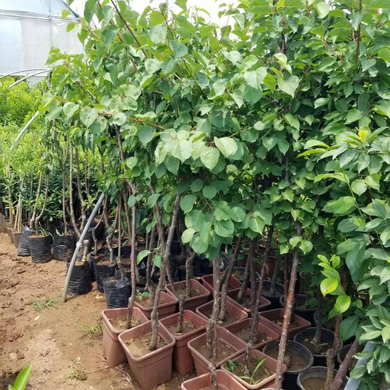 4 Yaş Aşılı Ninfa Erkenci Kayısı Fidanı, Saksıda