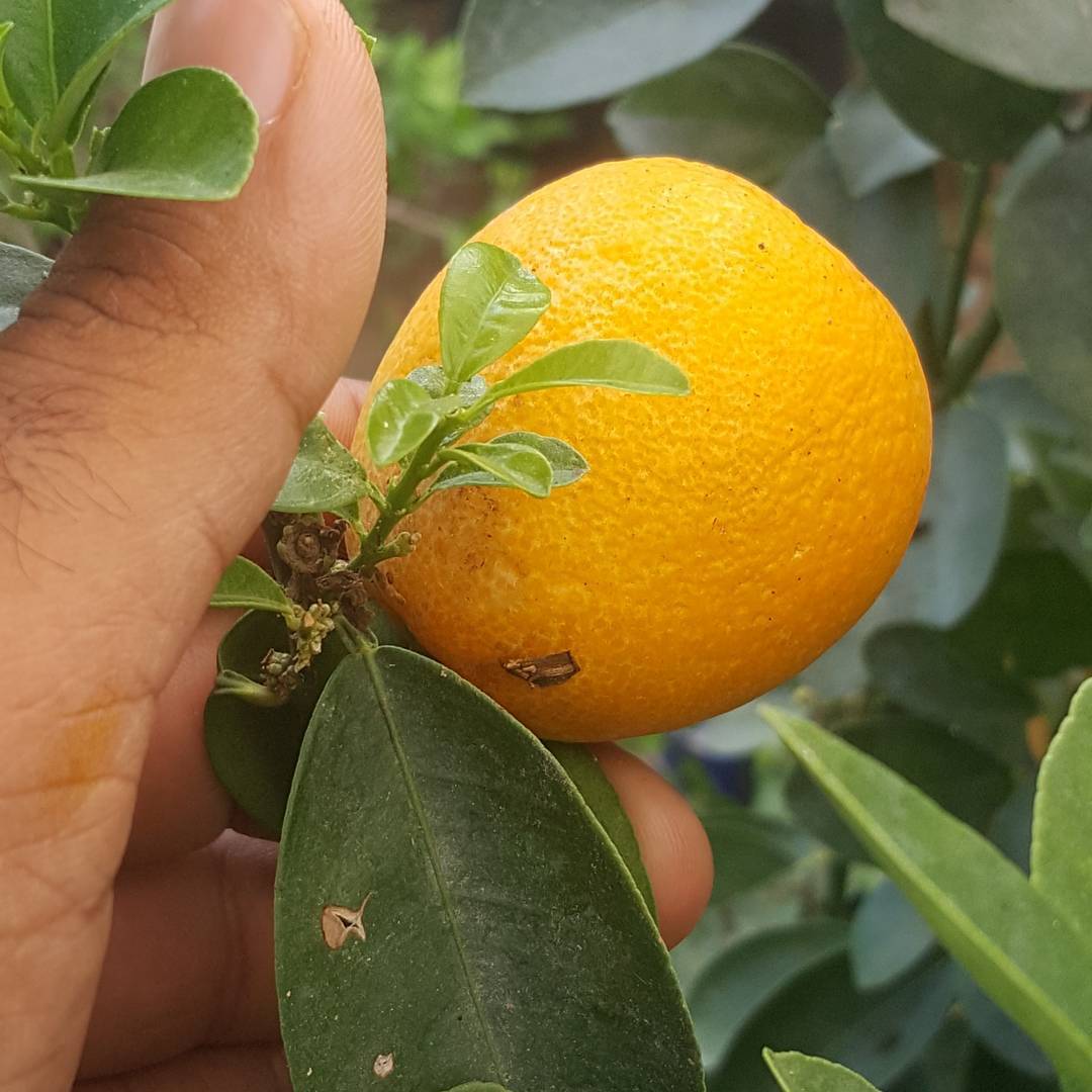 5 Yaş Aşılı Kamkat Obovata Erkenci | İri Meyveli Dekoratif Narenciye Ağacı