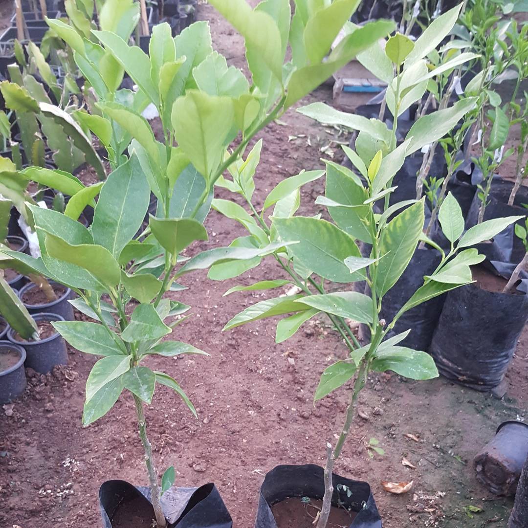 Aşılı Kamkat, Mandalina ve Yediveren Limon Fidanı Seti | 3’lü Narenciye Paketi Torbalı