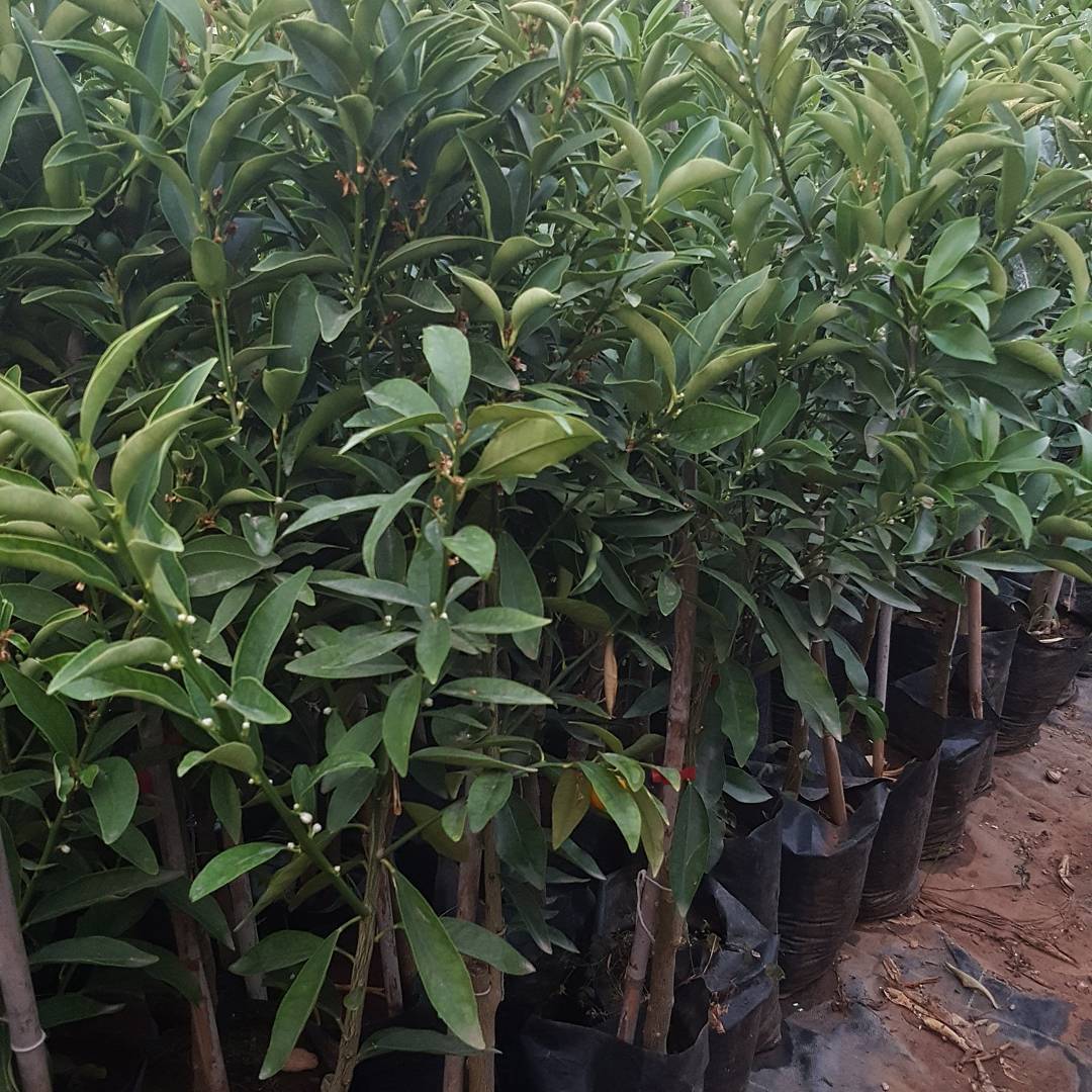 Aşılı Kamkat, Mandalina ve Yediveren Limon Fidanı Seti | 3’lü Narenciye Paketi Torbalı