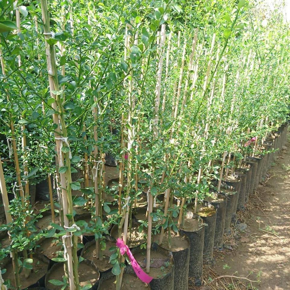 5 Yaş Aşılı Finger Lime MIA ROSE, Torbada