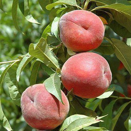 Aşılı Şeftali Fidanı RUBY RİCH, Torbada