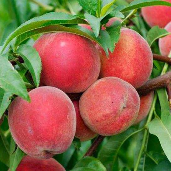 Aşılı Şeftali Fidanı BİG RED, Torbada